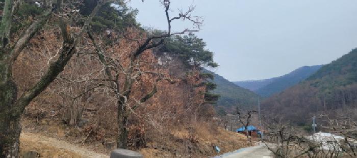 경상북도 청도군 매전면 하평리 산2 임야 경매 사진 6