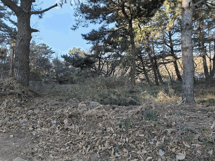 울산광역시 북구 당사동 42 임야 경매 사진 5