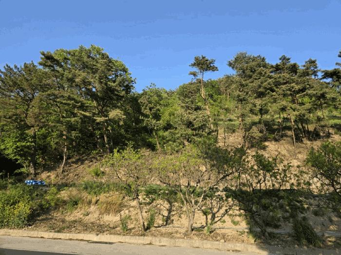 경상남도 양산시 원동면 서룡리 산120-8 임야 경매 사진 5