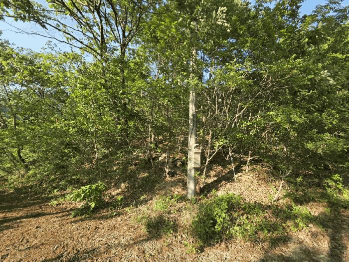 경상남도 양산시 원동면 서룡리 산120-8 임야 경매 사진 6