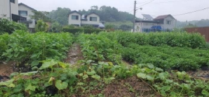 경상북도 경산시 갑제동 540-3 답 경매 사진 5