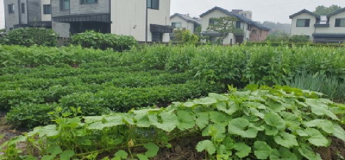 경상북도 경산시 갑제동 540-3 답 경매 사진 6