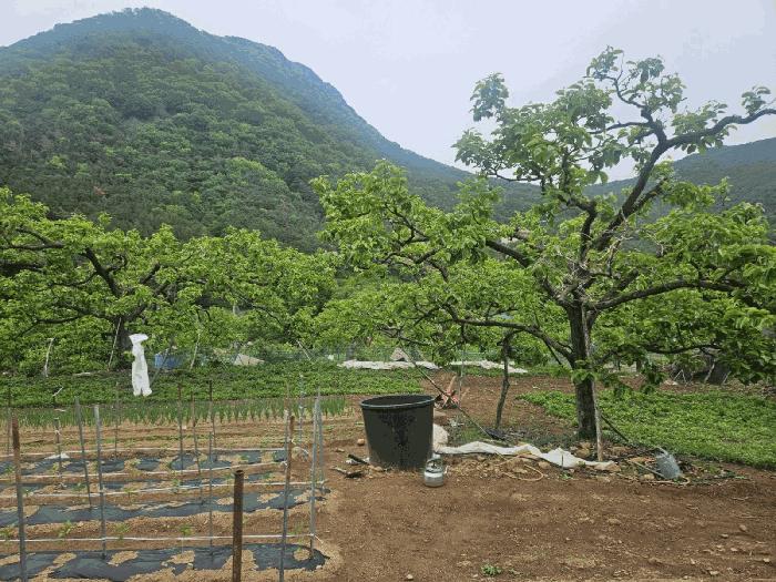 경상북도 청도군 매전면 동산리 653 전 경매 사진 2