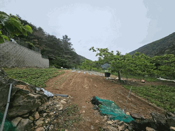 경상북도 청도군 매전면 동산리 653 전 경매 사진 3