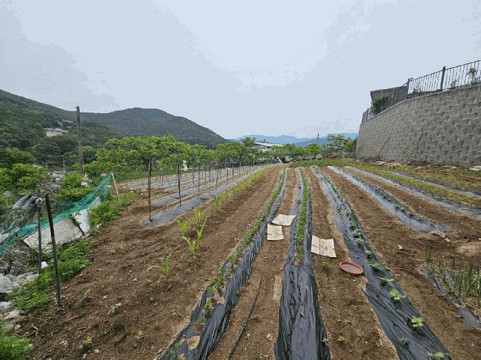 경상북도 청도군 매전면 동산리 653 전 경매 사진 4