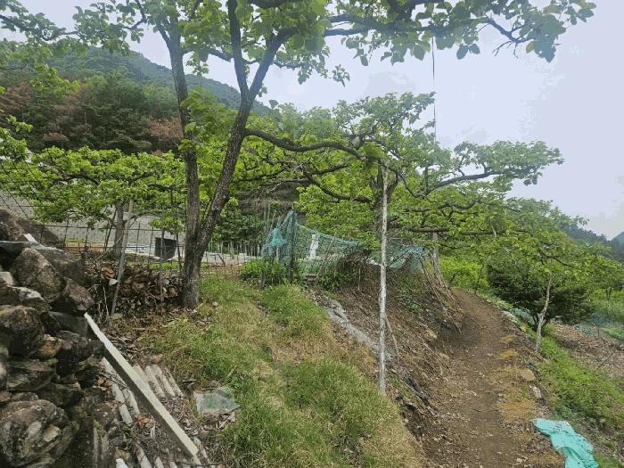 경상북도 청도군 매전면 동산리 653 전 경매 사진 5