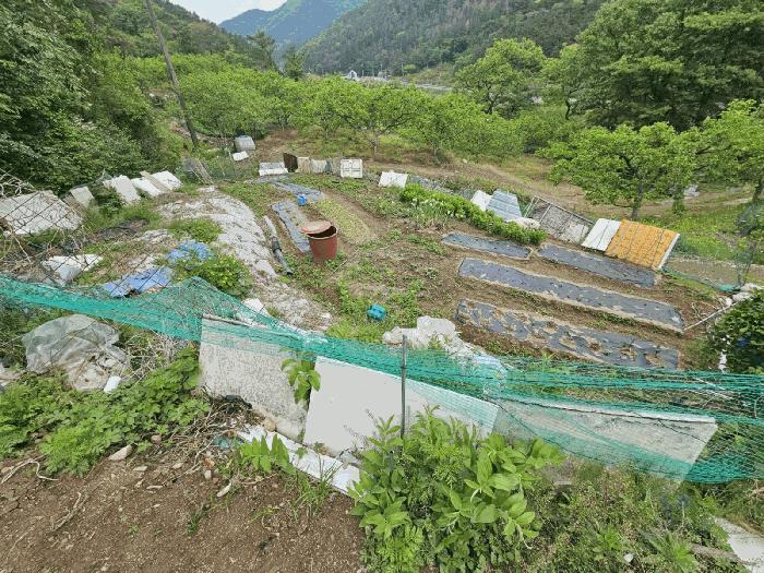경상북도 청도군 매전면 동산리 653 전 경매 사진 6