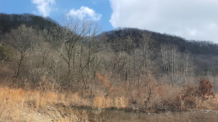 전라남도 화순군 동면 복암리 459-56 과수원 경매 사진 3