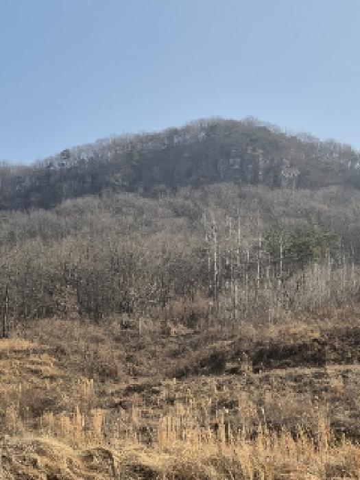 전라남도 화순군 동면 복암리 459-56 과수원 경매 사진 5