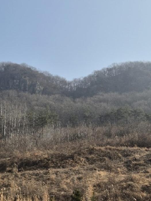 전라남도 화순군 동면 복암리 459-56 과수원 경매 사진 6