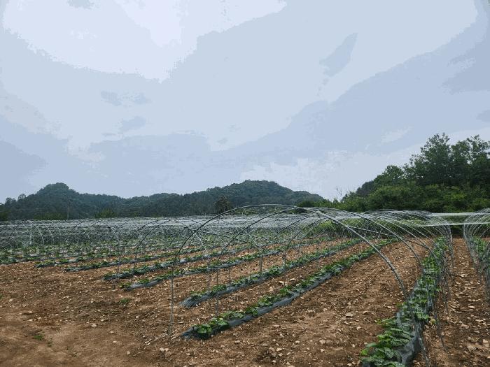 강원특별자치도 홍천군 화촌면 장평리 254 전 경매 사진 4