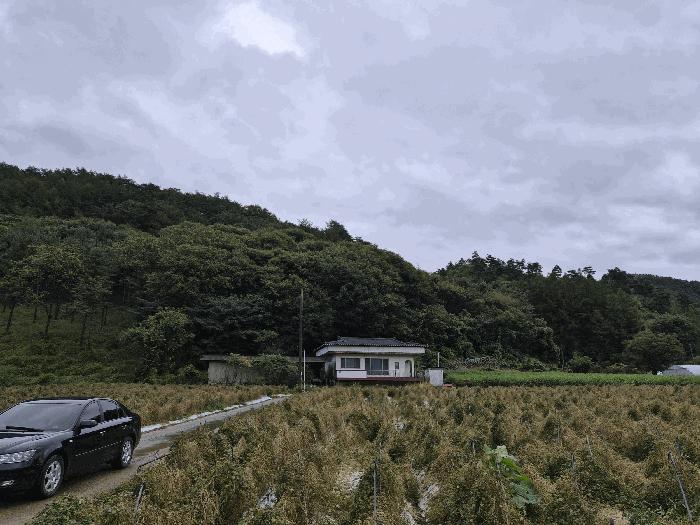 강원특별자치도 홍천군 두촌면 철정리 산56-2 임야 경매 사진 2