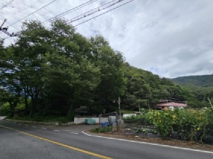 충청북도 단양군 대강면 성금리 산1 임야 경매 사진 11