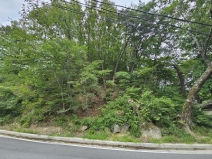 충청북도 단양군 대강면 성금리 산1 임야 경매 사진 5