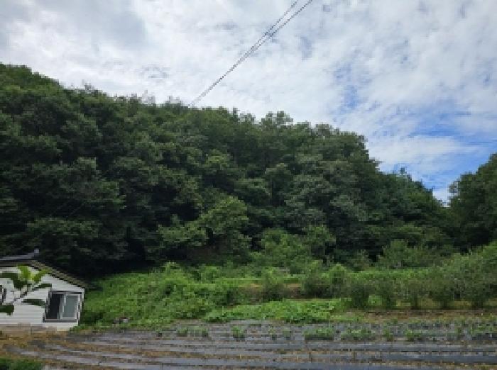 충청북도 단양군 대강면 성금리 산1 임야 경매 사진 6