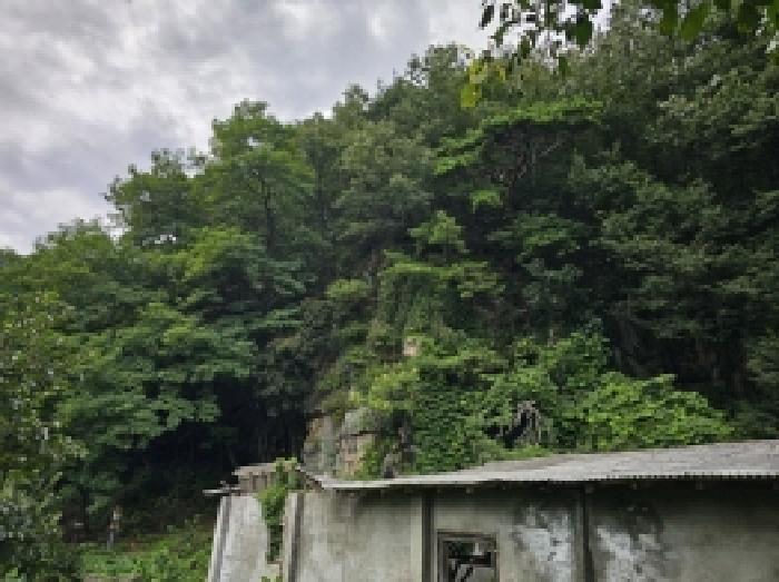 충청북도 단양군 대강면 성금리 산1 임야 경매 사진 8
