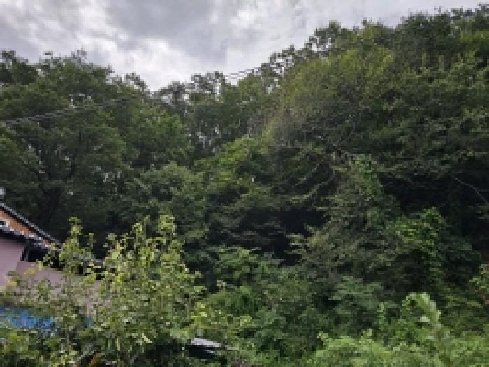 충청북도 단양군 대강면 성금리 산1 임야 경매 사진 9
