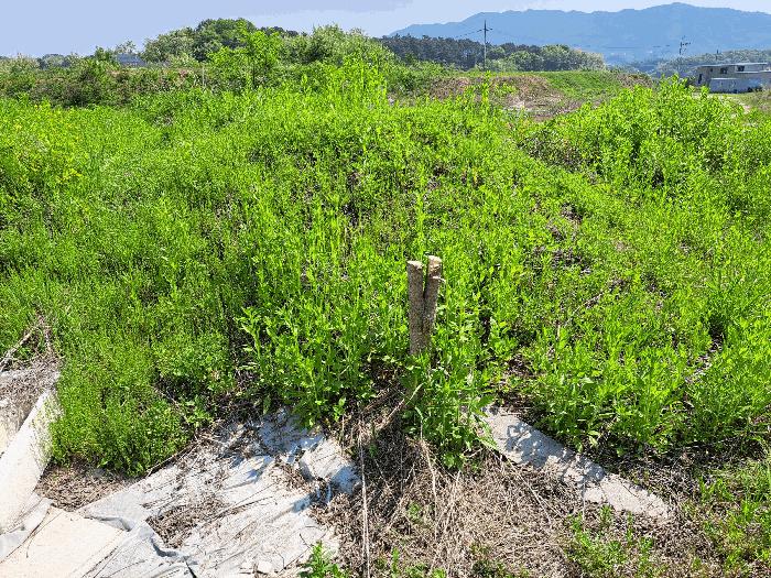 충청북도 음성군 맹동면 마산리 232-1 임야 경매 사진 12