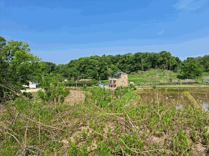 충청북도 음성군 맹동면 마산리 232-1 임야 경매 사진 13
