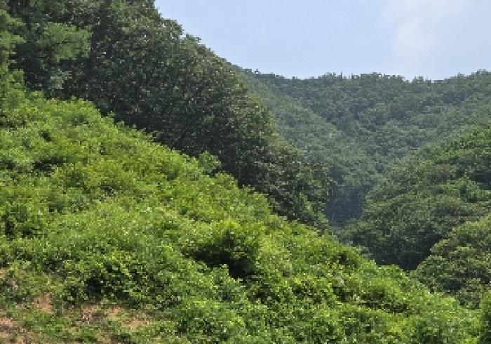 충청북도 충주시 엄정면 괴동리 산20-2 임야 경매 사진 8
