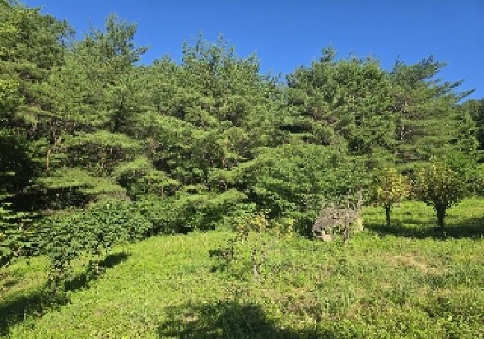 충청북도 충주시 대소원면 영평리 산3 임야 경매 사진 14