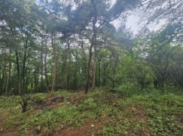 충청북도 단양군 단양읍 도담리 산5-17 임야 경매 사진 6