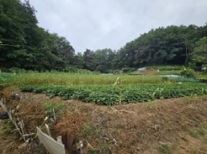 충청북도 제천시 백운면 덕동리 산13-4 임야 경매 사진 76