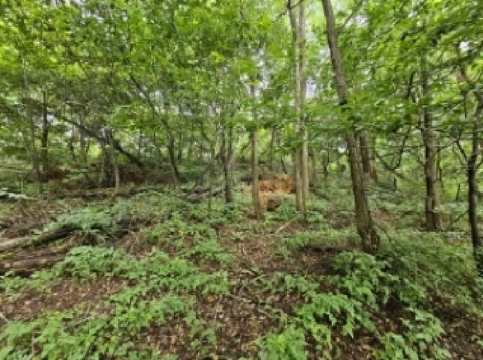 충청북도 제천시 신월동 1133-2 임야 경매 사진 14