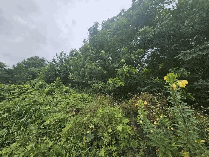 충청북도 제천시 신월동 1133-2 임야 경매 사진 3