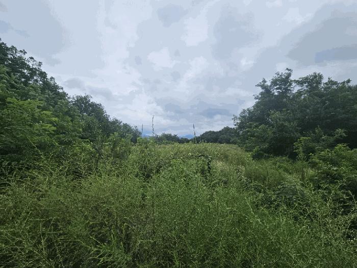 충청북도 제천시 과수원