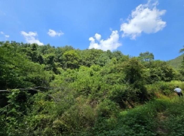 충청북도 단양군 어상천면 연곡리 405 임야 경매 사진 18