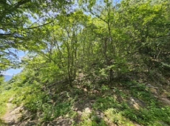 충청북도 단양군 어상천면 연곡리 405 임야 경매 사진 21