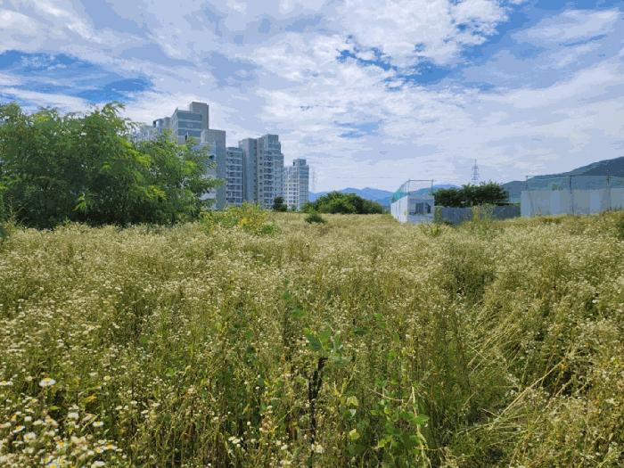 충청북도 제천시 왕암동 89-33 전 경매 사진 4