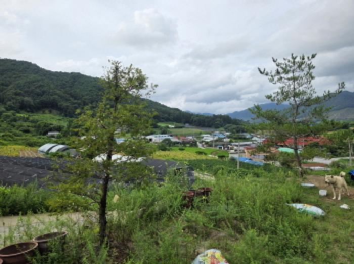 충청북도 제천시 백운면 원월리 351 주택 경매 사진 46
