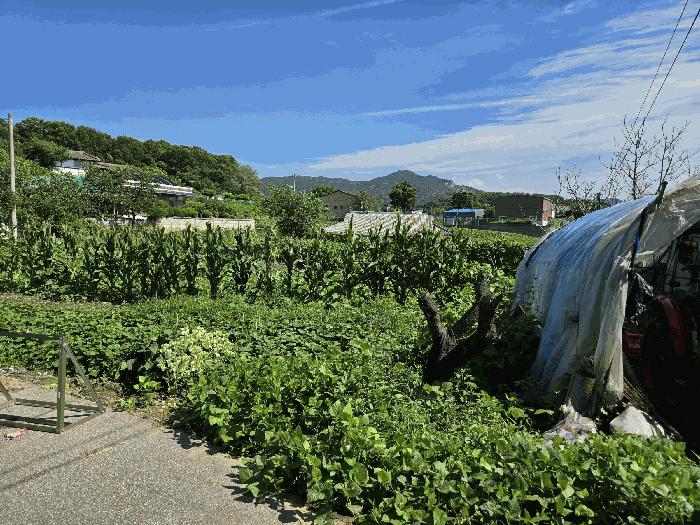 충청남도 아산시 영인면 창용리 162-1 주택 경매 사진 3