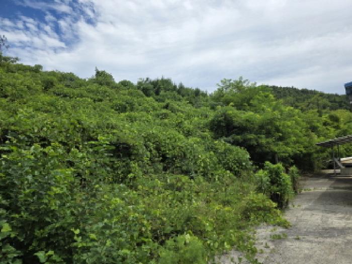 충청북도 제천시 청풍면 단리 산31-12 임야 경매 사진 13