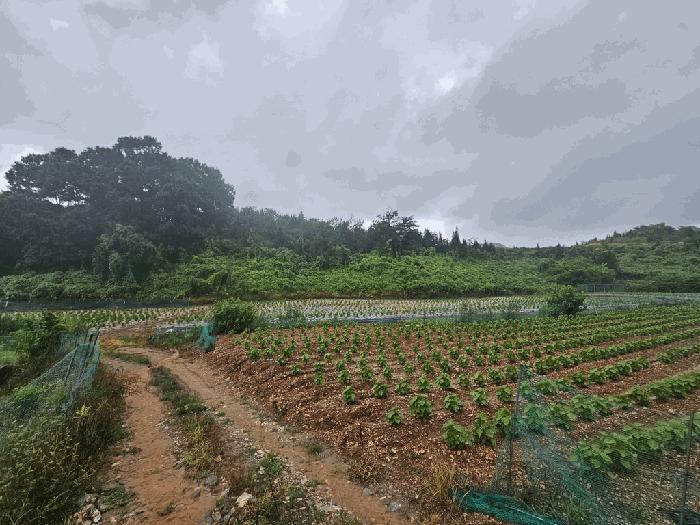 충청북도 제천시 청풍면 단리 산31-12 임야 경매 사진 14