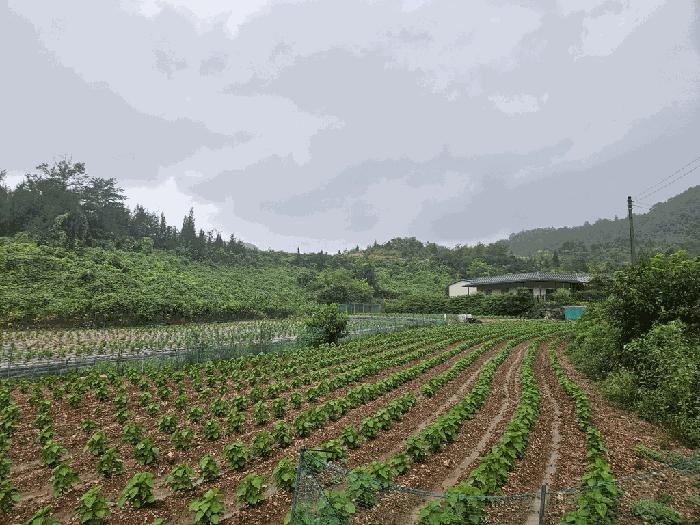 충청북도 제천시 청풍면 단리 산31-12 임야 경매 사진 4