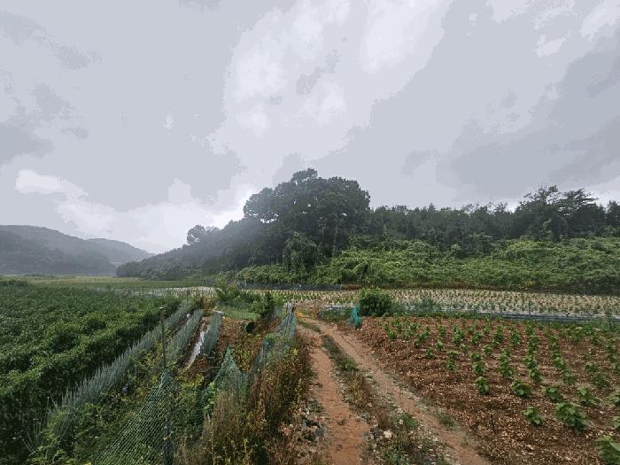 충청북도 제천시 청풍면 단리 산31-12 임야 경매 사진 6