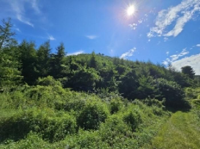 충청북도 제천시 자작동 산18-1 임야 경매 사진 42