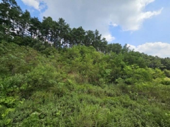 충청북도 제천시 흑석동 172-19 임야 경매 사진 47