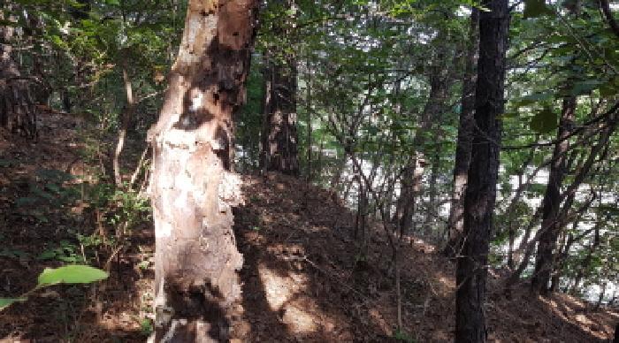 충청남도 천안시 동남구 목천읍 삼성리 산67-2 임야 경매 사진 10