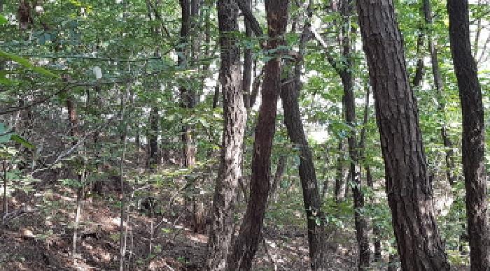 충청남도 천안시 동남구 목천읍 삼성리 산67-2 임야 경매 사진 7
