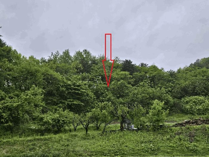 강원특별자치도 횡성군 공근면 어둔리 산86 임야 경매 사진 1