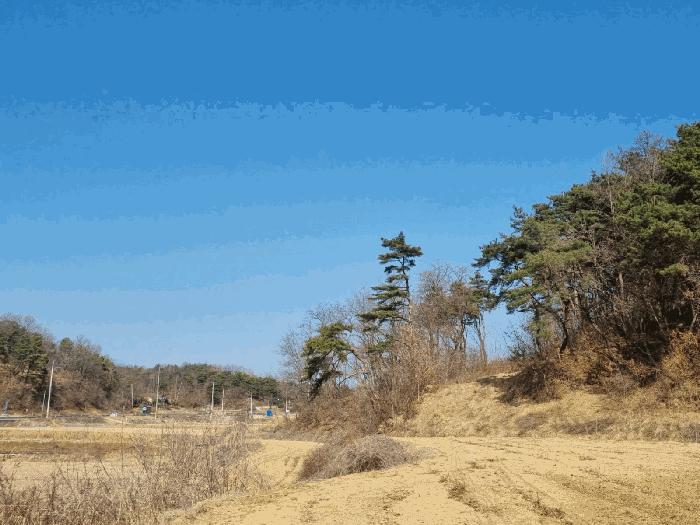 경상북도 안동시 와룡면 지내리 산29 임야 경매 사진 2