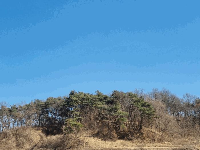 경상북도 안동시 와룡면 지내리 산29 임야 경매 사진 4