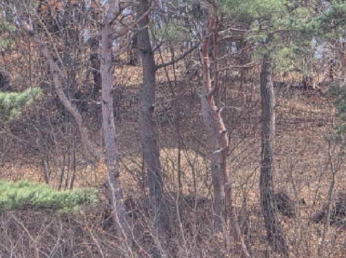 경상북도 안동시 와룡면 지내리 산29 임야 경매 사진 7