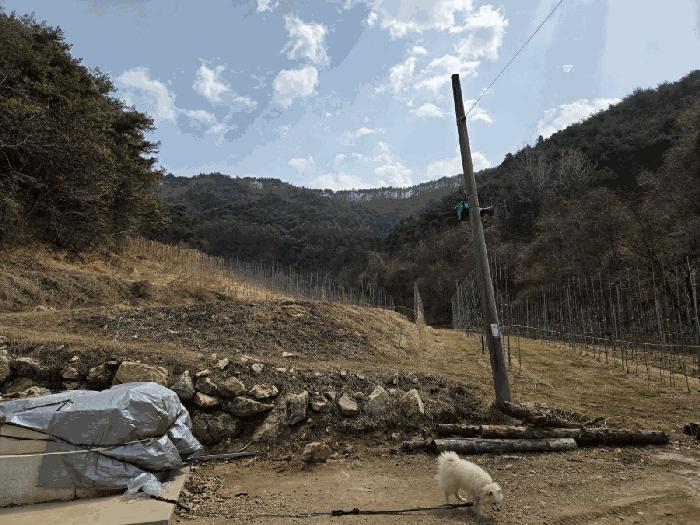 경상북도 봉화군 물야면 개단리 110 전 경매 사진 5