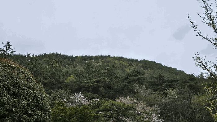 전라남도 강진군 도암면 학장리 산184 임야 경매 사진 3