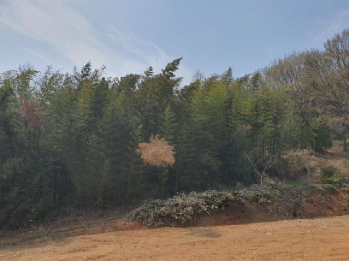 전라남도 강진군 도암면 학장리 산184 임야 경매 사진 5